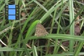 Scene 24_flighthss_Following SATIRYDAE (carying a red parasite egg on leaf) that keeps taking off